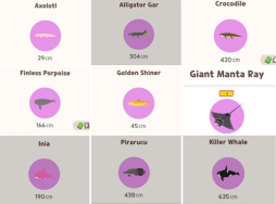 Play Together VNG Xem địa điểm câu cá quý hiếm